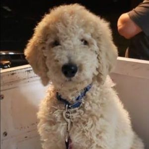 Meet your Posher, Gissel